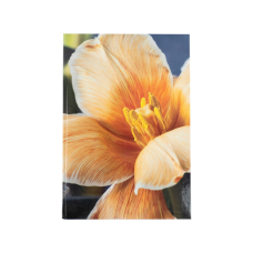 Канцелярская книга Axent Flora А4 в твердом переплете 192 листа клетка, желтая (8423-27-A)